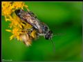 Lasioglossum calceatum